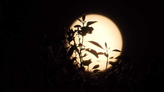 深夜晚凄美的月亮树叶剪影视频素材模板下载