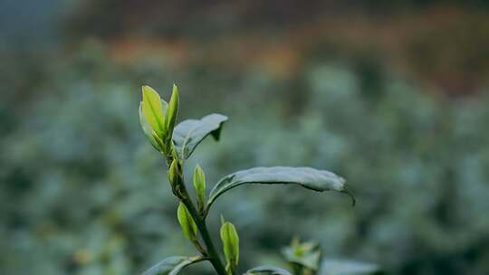 茶叶枝茶叶嫩芽绿茶特写