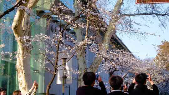 南京市玄武区古鸡鸣寺樱花风景视频素材航拍