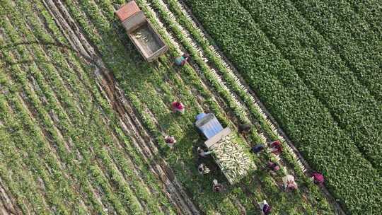萝卜丰收手工装载车里