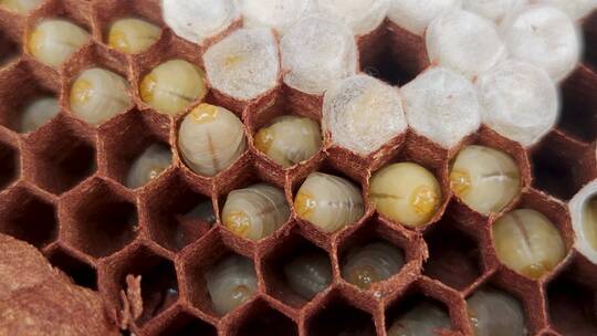 马蜂蜂蛹蜂巢幼虫蛋白质蛆蜜蜂养蜂视频素材模板下载