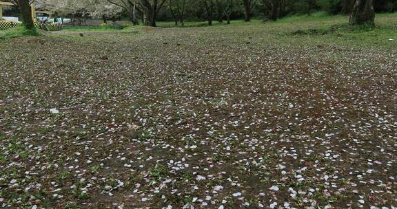 春雨樱花雨樱花飘落凋谢落幕春去