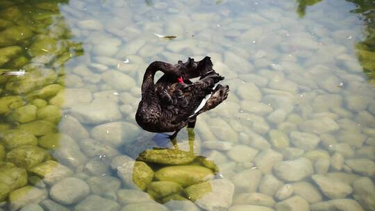 河水中的黑天鹅清澈水面鹅卵石