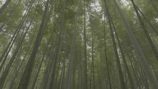 桐庐大奇山自然风景