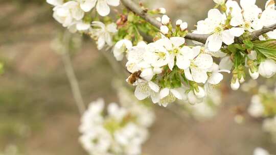 野苹果花上的蜜蜂。