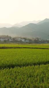 湖南乡村田园自然风光