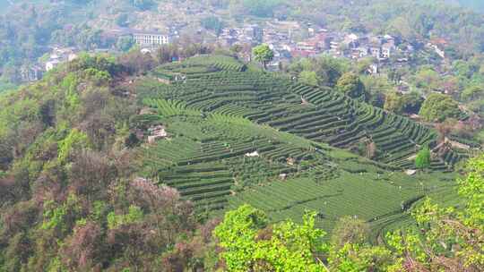 杭州翁家山春天茶园茶农采茶风景