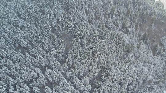 青海互助龙王山树木雪山航拍视频