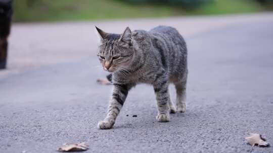 猫，毛茸茸的，灰色的，走路