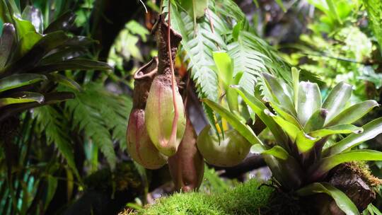 【镜头合集】猪笼草食虫草珍稀植物热带