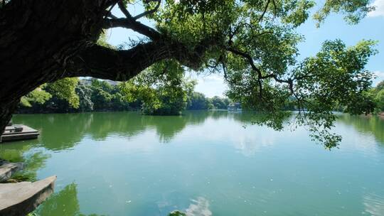 公园池塘边湖边风景 大树下 树荫下 湖水