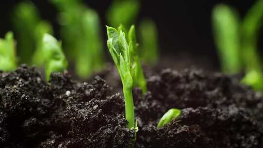 植物破土而出发芽的植物蔬菜生态系统菜园