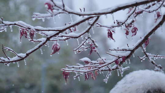 武汉江汉区菱角湖公园雪景