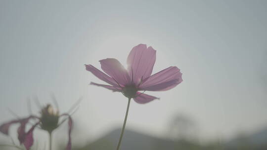 秋天逆光下的花朵