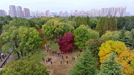 洛阳隋唐植物园乌桕树