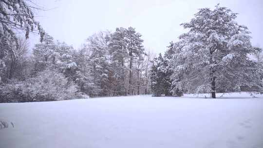 树木和大地在冬日被雪覆盖