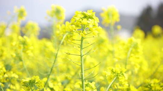 油菜花云南罗平江西婺源绿植植物特写