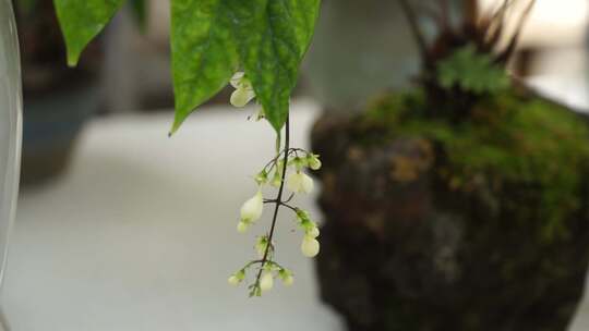 白色花瓶中垂吊白色小花