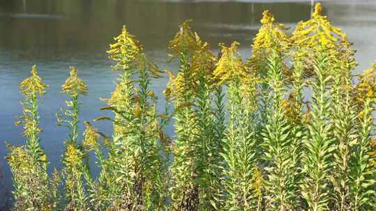 生物入侵加拿大一枝黄花泛滥