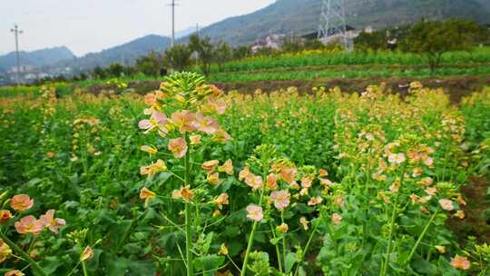 油菜花春天油菜花海油菜花田菜花花海