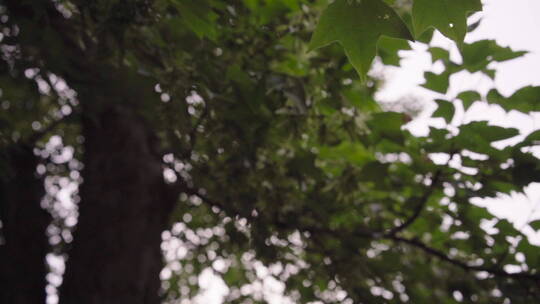植物森林治愈雨水唯美意境清新自然
