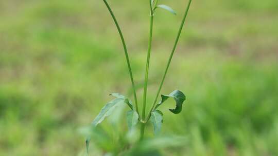 白花鬼针草