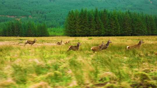 森林中群鹿在快速奔跑慢动作