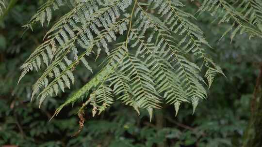 桫椤树桫椤叶蕨类植被