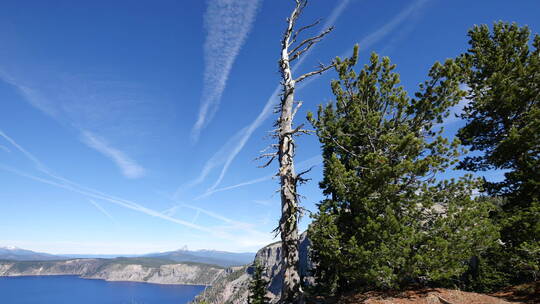 火山口旁的枯树