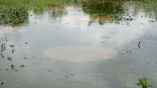 草地积水雨滴涟漪雨水水面慢速