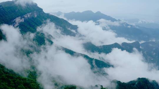 云海中的金佛山