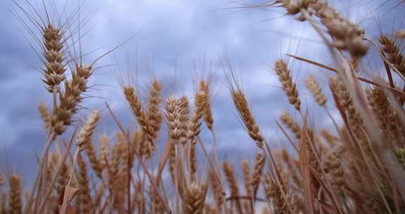 农业 小麦 麦子