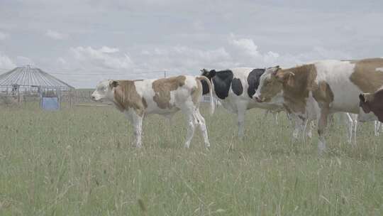 【1080p】内蒙古草原奶牛养殖牧场牧民