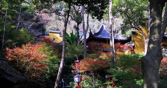 杭州永福寺红枫秋景