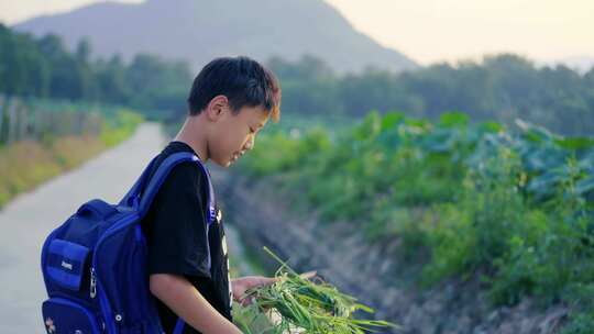 男孩行走在夕阳下的荷田旁边