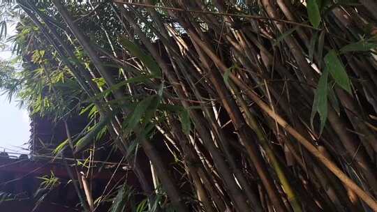 光线下的竹子