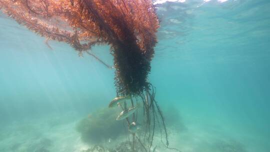 海底海草鱼类海洋生物