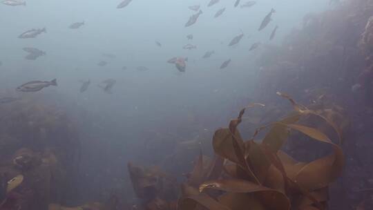 大西洋潜水水下拍摄鱼群海藻