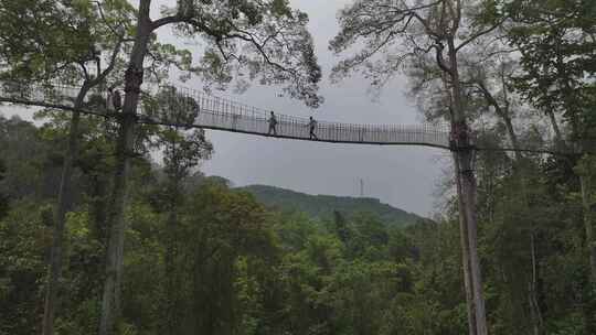 西双版纳勐腊县望天树景区航拍森林吊桥