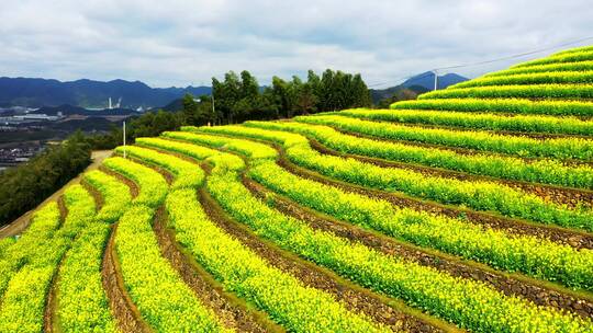 油菜花梯田露天环形剧场航拍