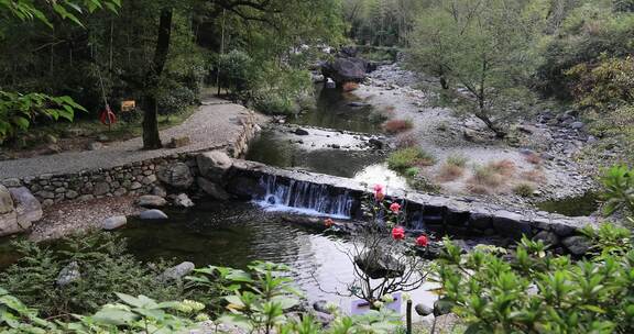 阳光溪流山涧密林原始生态风光