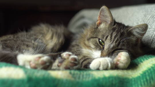 趴在毛毯上睡觉的猫视频素材模板下载