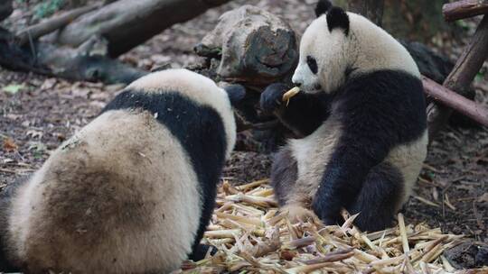 大熊猫坐在地上吃竹笋视频素材模板下载