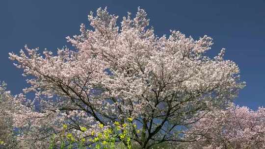 乡村山村樱花林