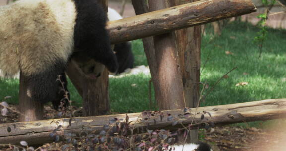 两只可爱的幼年大熊猫在玩耍