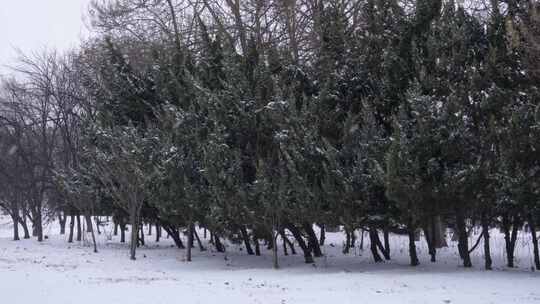 4K下雪天公园里树林松树林