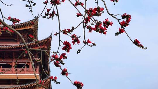 春风中摇曳的木棉花和古建筑