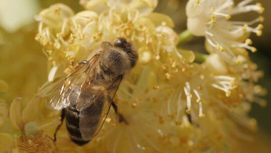 蜜蜂在花朵上收集花粉视频素材模板下载
