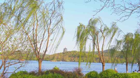 杭州西湖春天柳树风景