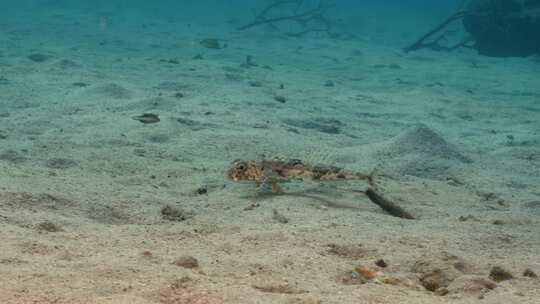 飞行Gurnard，海洋，水下，海底